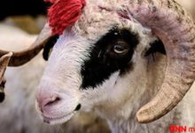 qurban