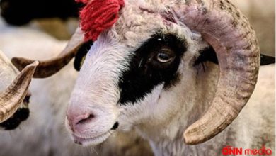 qurban
