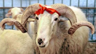 qurban_bayrami